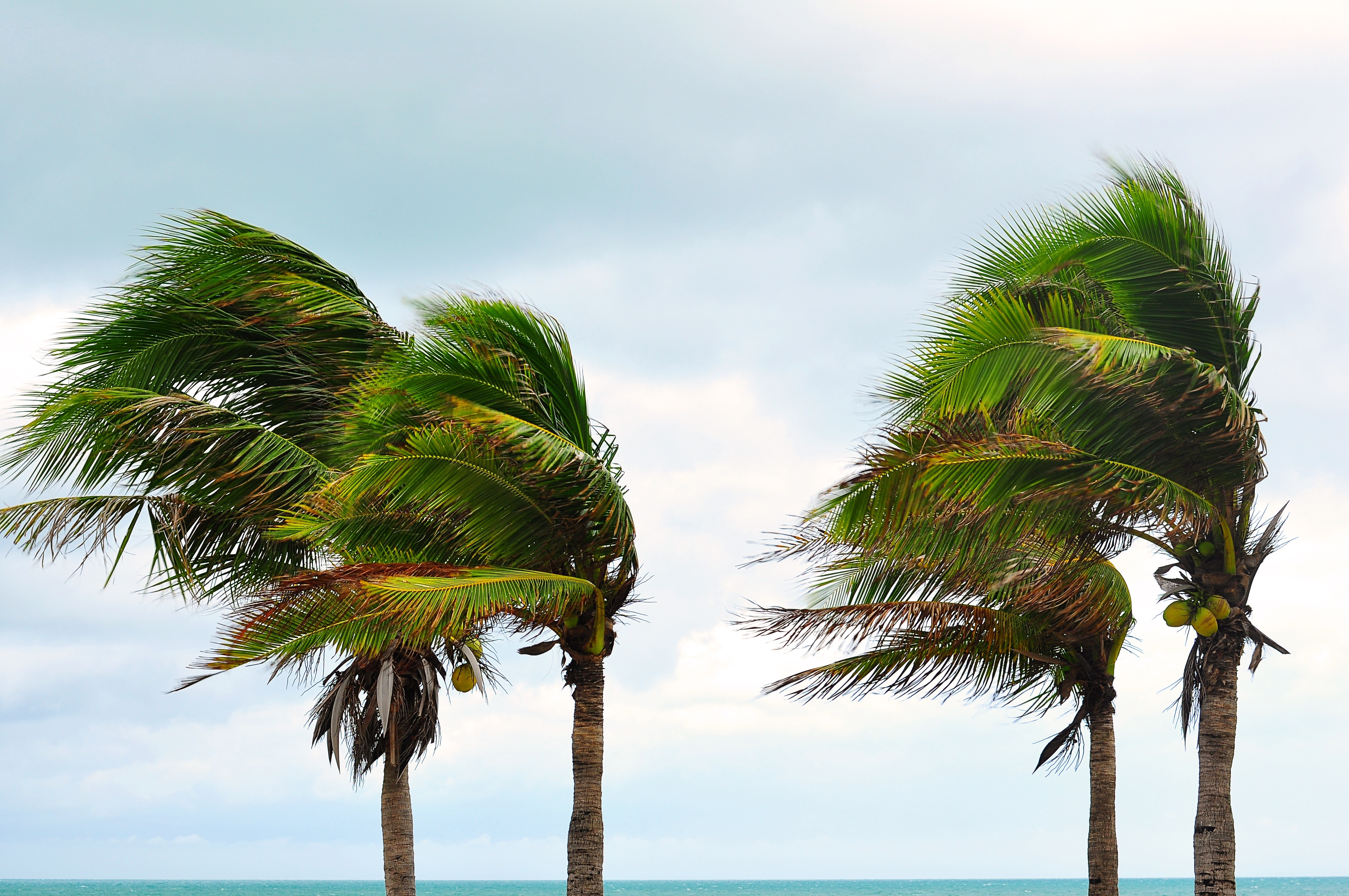 Advierte el CUD sobre preparación para el huracán Irma